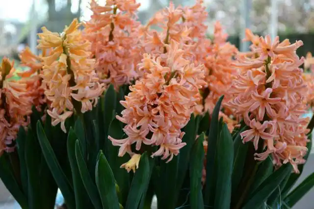 Гиацинт «Джипси квин» (Hyacinthus 'Gipsy Queen')