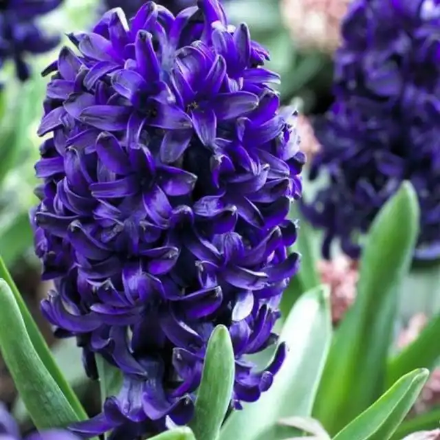 Гиацинт «Оушен Делайт» (Hyacinthus 'Ocean Delight')