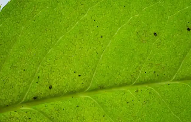 Если вы заметите подозрительные темные точки, то лучше возьмите увеличительное стекло и присмотритесь
