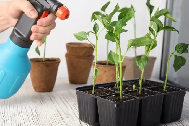 Для профилактики паутинного клеща при затяжной жаркой погоде опрыскивайте рассаду теплой водой