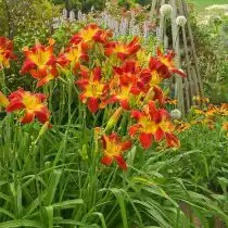 Современные лилейники (Hemerocallis) могут быть любого цвета, кроме глубоко синего и белого в чистом виде