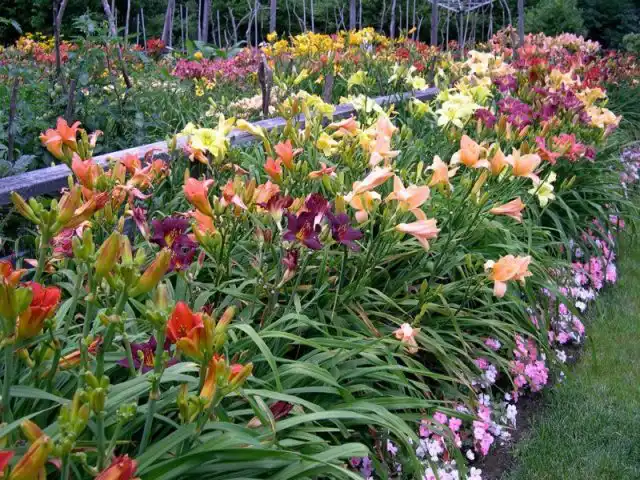 При посадке между лилейниками нужно оставлять расстояние, достаточное для разрастания на протяжении 3-5 лет