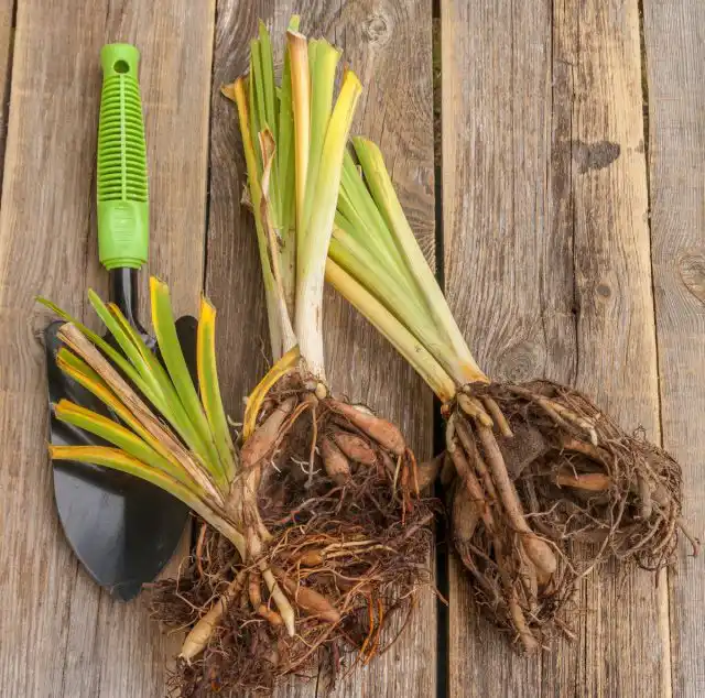 Проще всего размножить лилейник делением куста