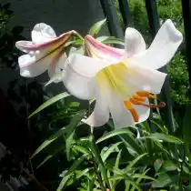 Лилия королевская (Lilium regalum)