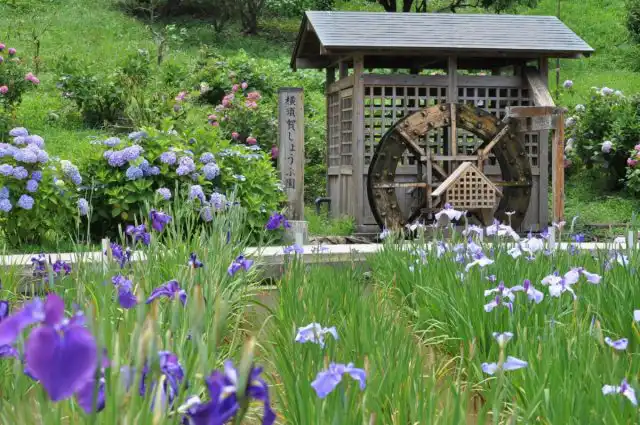 Если участок выдержан в японском стиле или есть небольшой японский уголок, ирисам здесь будет самое место.