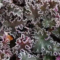 Гейхера гибридная 'Purple Petticoat'