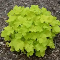 Гейхера гибридная 'Citronelle'