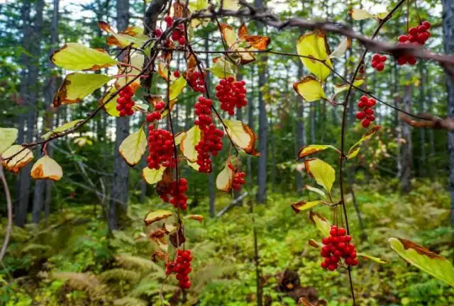 Лимонник китайский (Schisandra chinensis) поразил меня своим видом в лесу достаточно поздней осенью