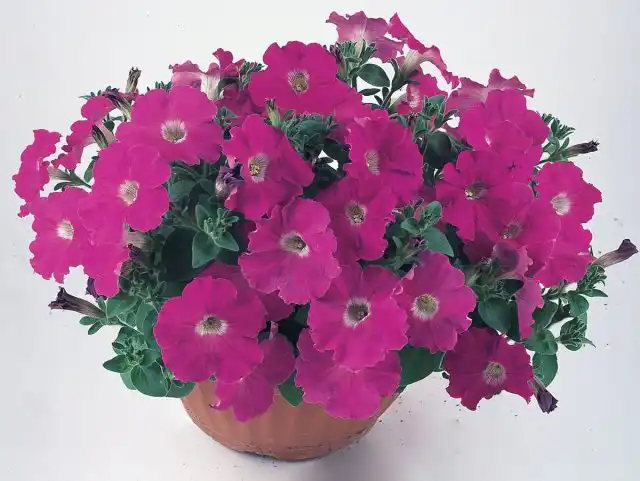 Петуния (Petunia) «Нуволари»