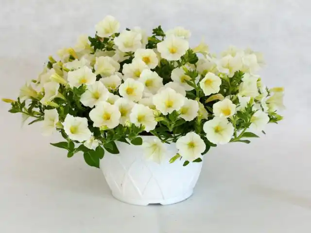Петуния (Petunia) «Пендолино»