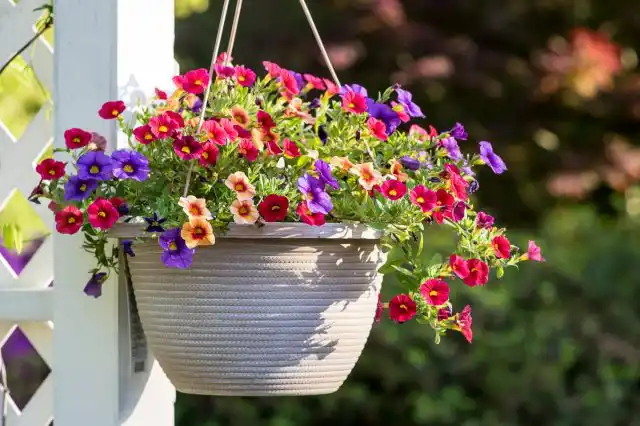 Калибрахоа (Calibrachoa)