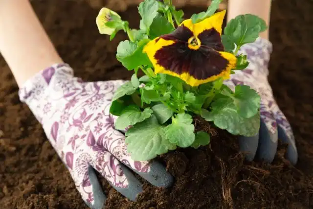 Выращивание виолы Виттрока не представляет особых трудностей, но некоторые тонкости нужно знать