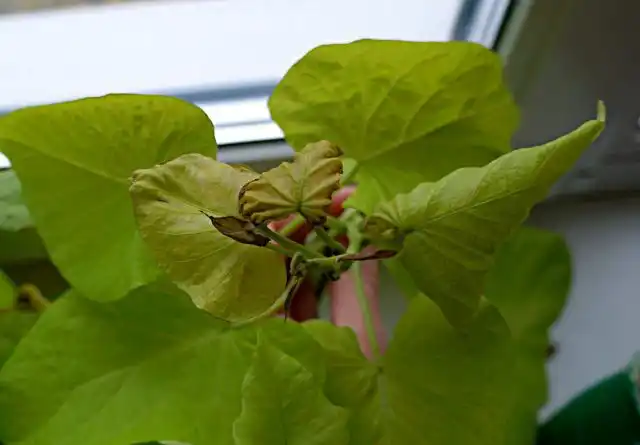 Пожелтение и скручивание листьев — начало некроза