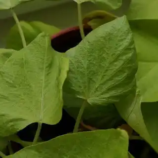 Листья приобрели нехарактерную морщинистую поверхность и деформировались