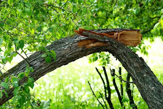 Чому дерева падають? Гниєння