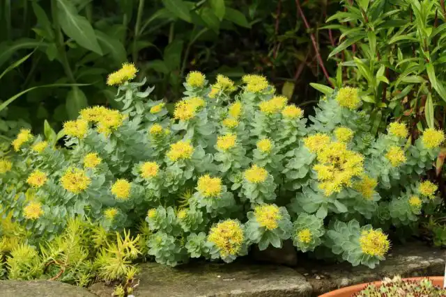 Родиоле розовой достаточно солнечного, открытого участка