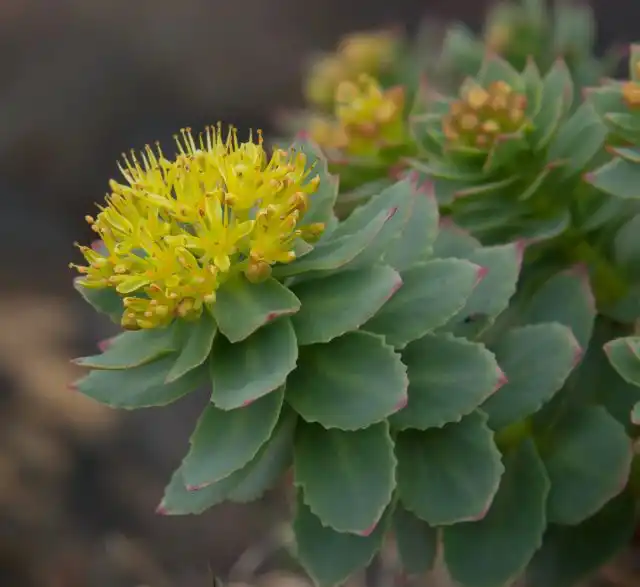 На верхушках побегов родиолы розовой (Rhodiola rosea) в небольшие щитки собраны мелкие цветки неожиданно светлого желтого окраса