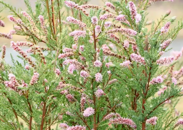 Мирикария лисохвостниковая (Myricaria alopecuroides)