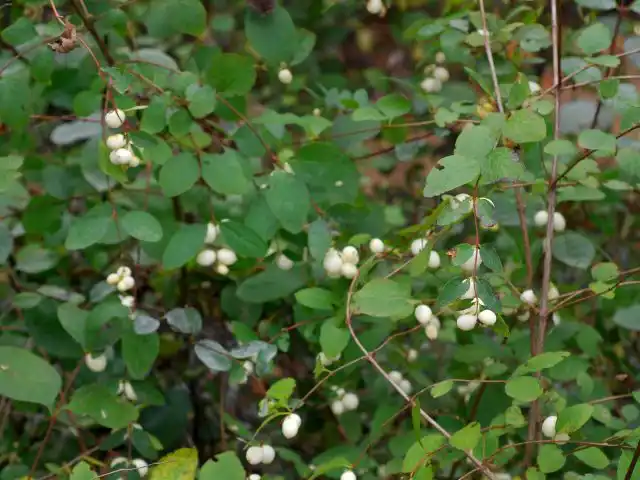 Снежноягодник (Symphoricarpos)