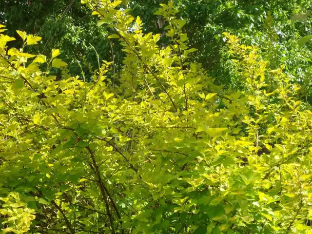 Пузыреплодник калинолистный (Physocarpus opulifolius) 'Nugget'