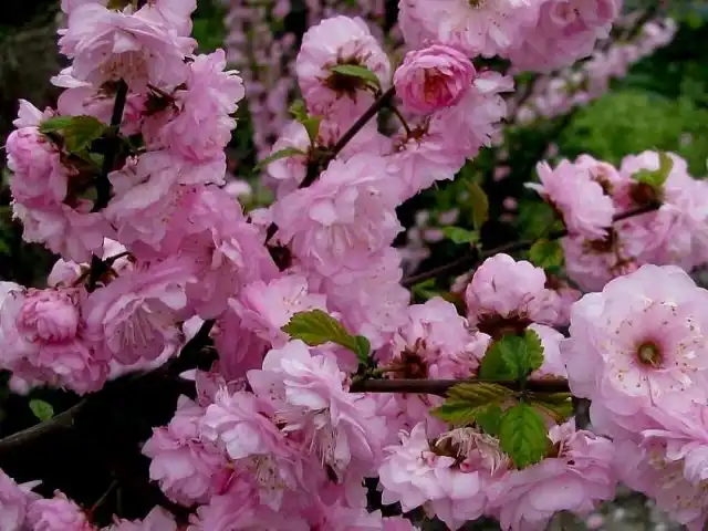 Луизеания трёхлопастная (Louiseania triloba)