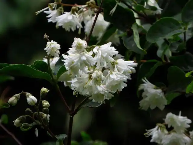 Дейция шершавая (Deutzia scabra) 'Plena'