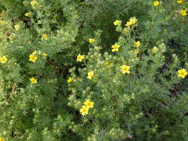 Лапчатка кустарниковая (Dasiphora fruticosa)