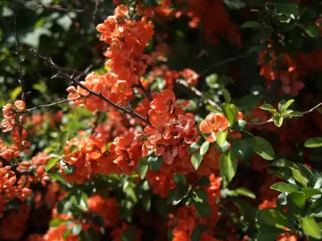 Айва японская (Chaenomeles japonica)
