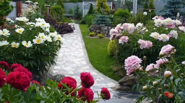 Если пион растет в альпинарии, или просто в открытом грунте, то уход за ним сводится к поливам по мере необходимости и подкормкам