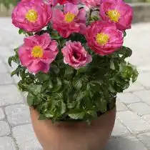 Патио-пион «Афины»