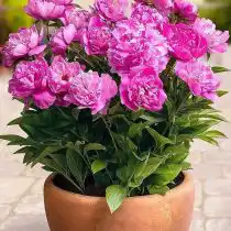 Патио-пион «Рим»