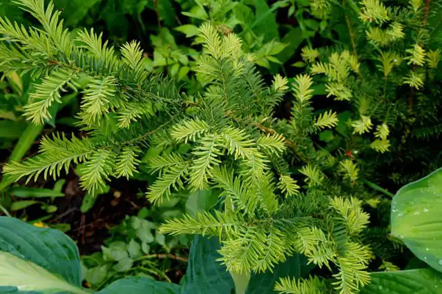Тис средний (Taxus × media)