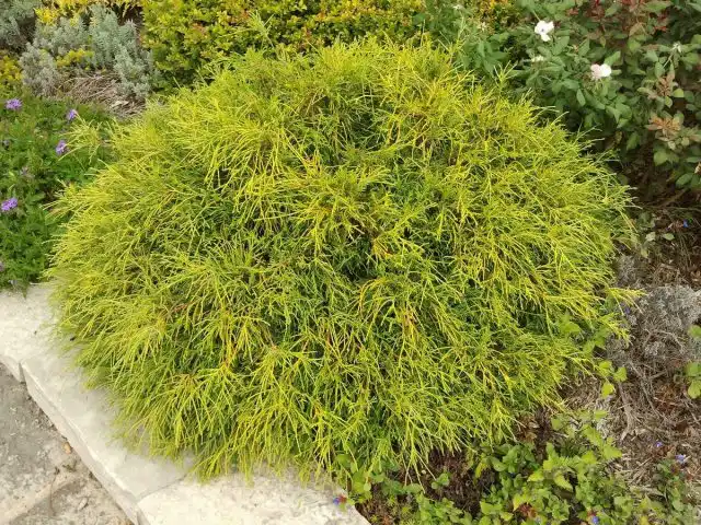 Кипарисовик горохоплодный «Санголд» (Chamaecyparis pisifera 'Sungold')