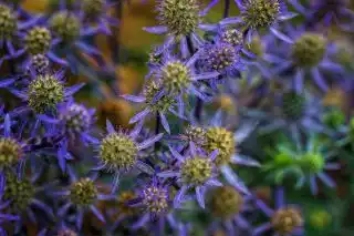 Синеголовник плосколистный (Eryngium planum) ‘Blue Hobbit’
