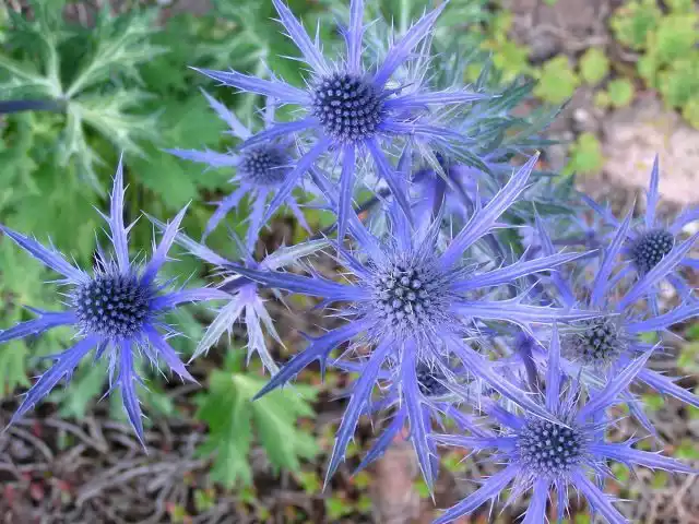 Синеголовник альпийский «Голубая звезда» (Eryngium alpinum 'Blue Star')