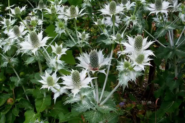 Синеголовник гигантский «Призрак мисс Уиллмотт» (Eryngium giganteum 'Miss Willmott's Ghost')