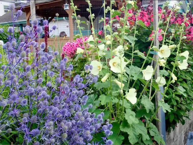 Наиболее эффектно синеголовник смотрится крупными куртинами среди трав или других многолетних растений