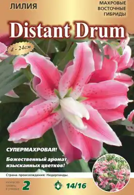 Лилия «Дистант Друм»