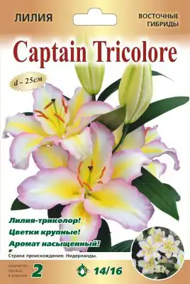 Лилия «Капитан Триколор»