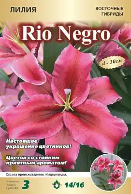 Лилия «Рио Негро»