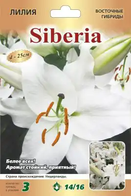 Лилия «Сибирь»