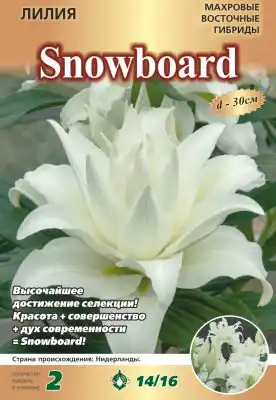 Лилия «Сноуборд»