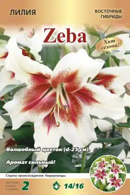Лилия «Зеба»