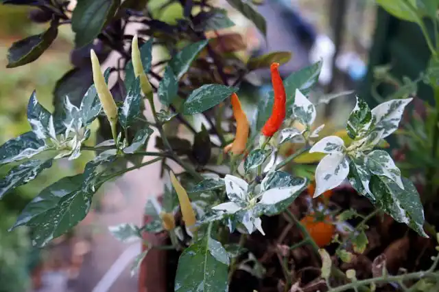 Перец декоративный (Capsicum annuum) «У-шу»