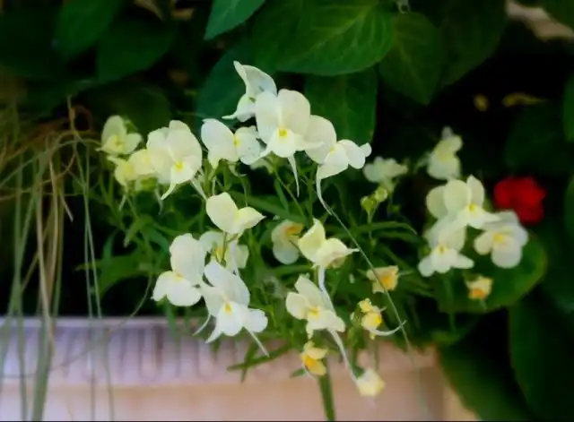 Линария марокканская «Фантасиста» (Linaria maroccana 'Fantasista')