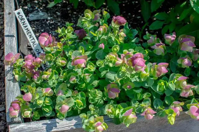 Орегано декоративное «Киригами» (Origanum 'Kirigami')