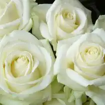 Чайно-гибридная роза «Аваланш»