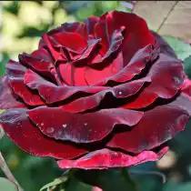 Чайно-гибридная роза «Блэк Баккара»