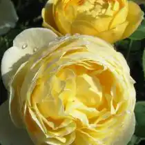 Чайно-гибридная роза «Шарлотта»