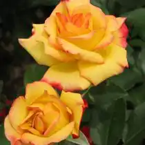 Роза флорибунда «Чарльстон»